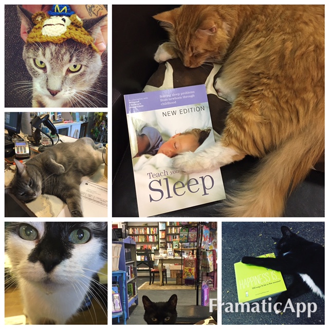 Foster cats at Duck's Cottage and Downtown Books