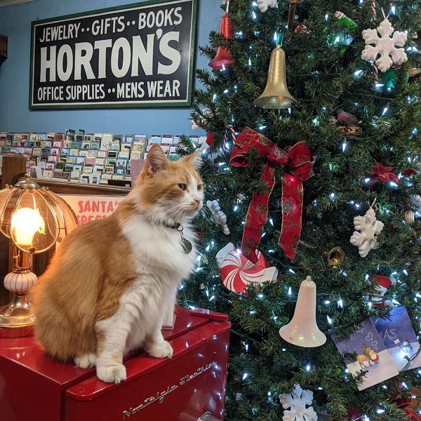 Bookstore cat, Horton's 