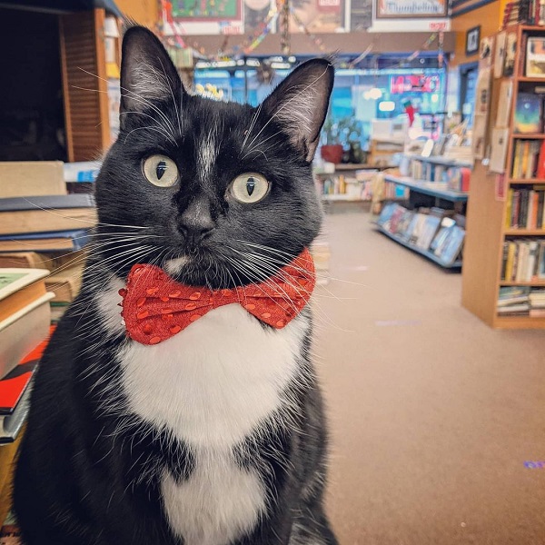Bookstore Cat, Main Street Books