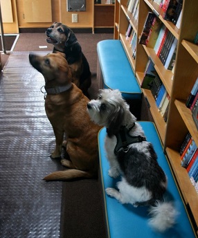Interior of Parnassus on Wheels with three of the store's dogs